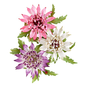 Astrantia Etched Dies by Susan Tierney-Cockburn