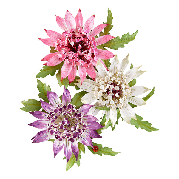 Astrantia Etched Dies by Susan Tierney-Cockburn