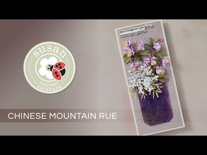 Chinese Meadow Rue Etched Dies by Susan Tierney-Cockburn